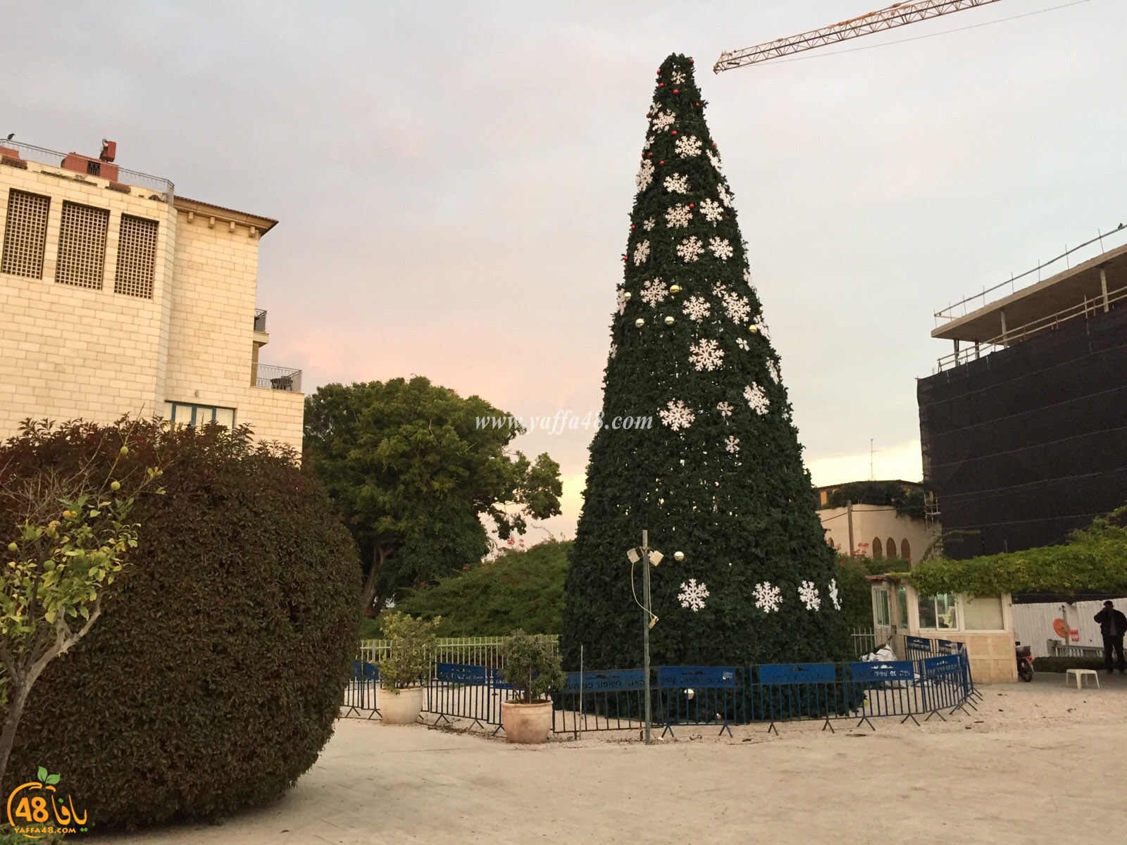 andromeida tree (1).jpg